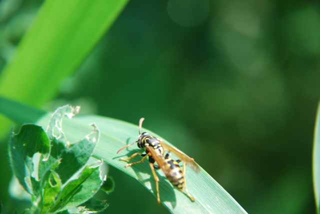 Vespa: polistes sp. (Vespidae)